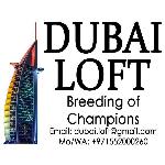 DUBAI LOFT