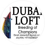 DUBAI LOFT (LD)