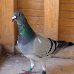 Arben & Elidon Licaj