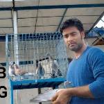 Shajib Ahmed