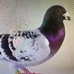 Jose  Manuel Jimenez Lopez