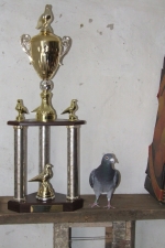 Öszterreicher Antal