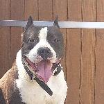 Peczár Gergely Péter