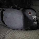 DAVIDE GABRIEL BADITA