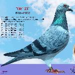 TEAM LEMNARU & LUNGU