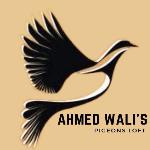 SYED AHMED WALI