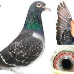 Kostroš Vladimír + Klaudia