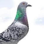 Michalčík Ľubomír