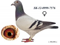 SK-2012-0999-7576