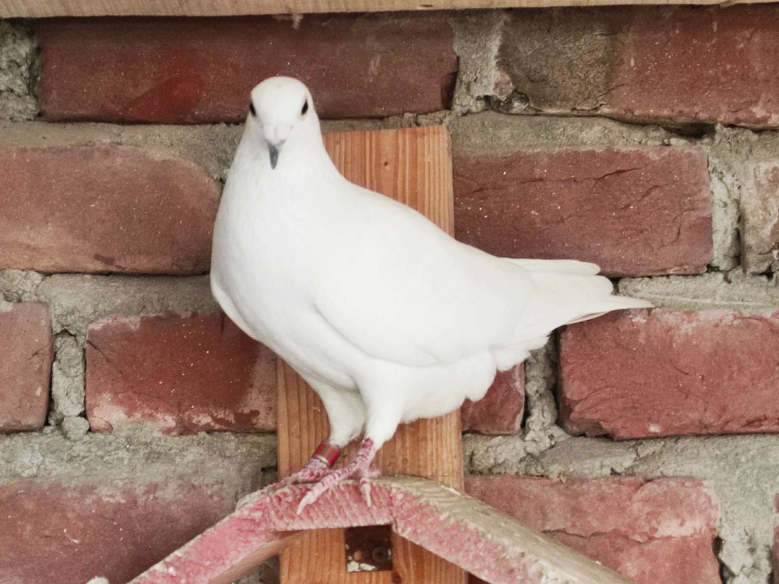 BAN-2021-BRPL-710987 | Pigeon Profile