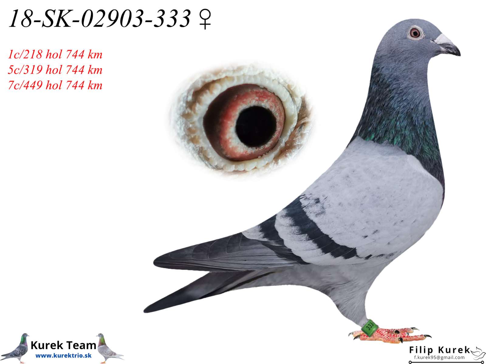 SK-2018-02903-333 | Pigeon Profile